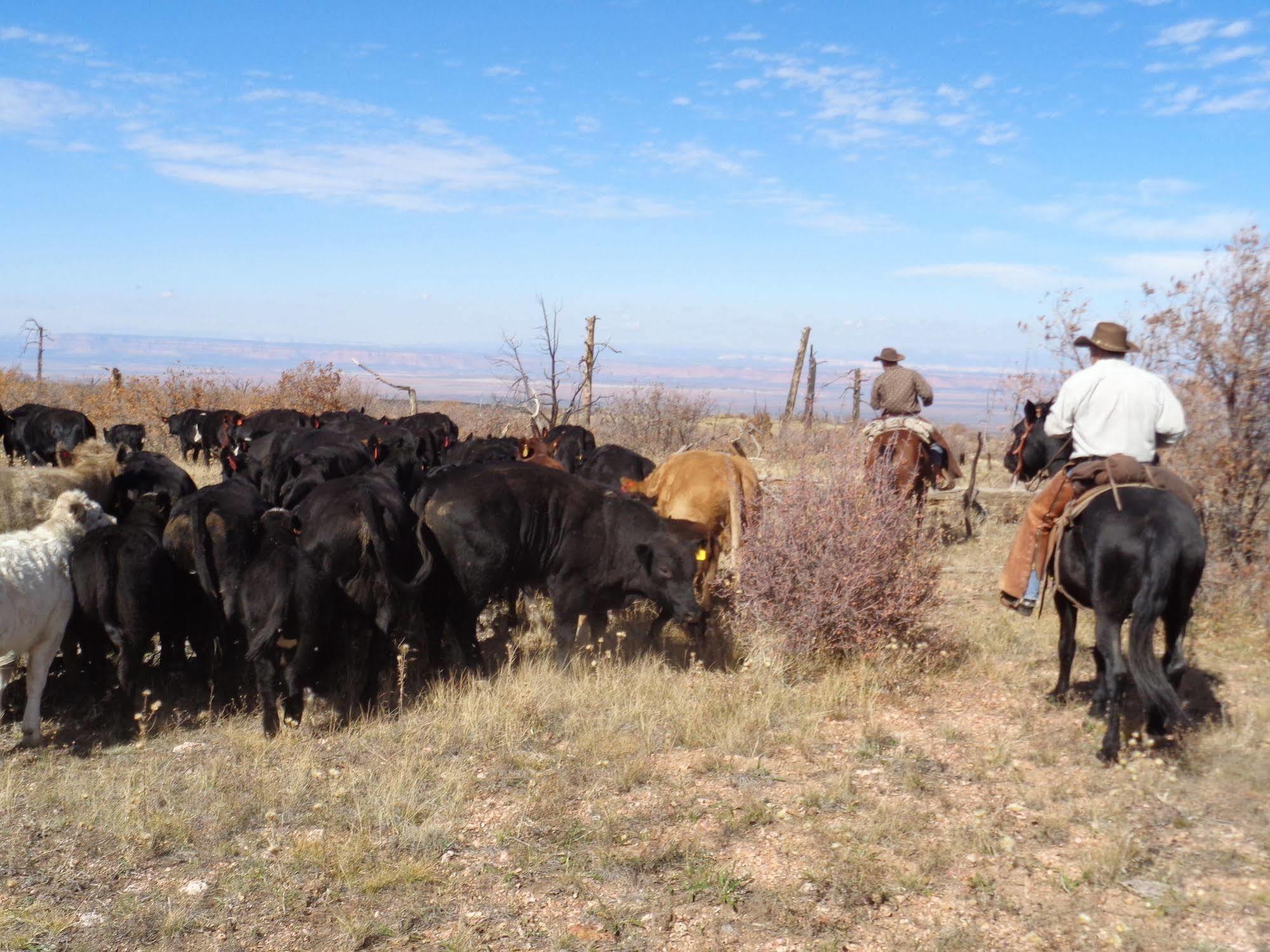 Grand Canyon Ranch & Outfitters Fredonia Exterior foto